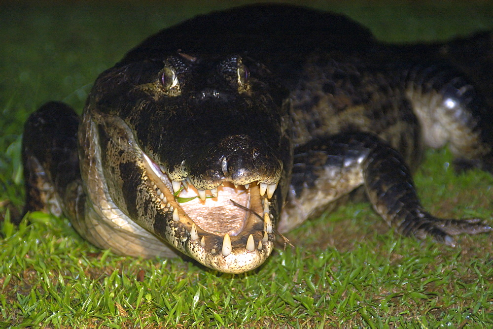 Caiman (jacare) (Caiman crocodilus yacare) at night, southern Pantanal, Mato Grosso do Sul, Brazil, South America