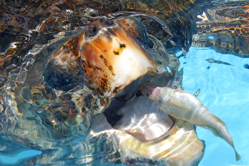 Green sea turtle (Chelonia mydas) being fed with dead fish, head close-up, endangered species, photo taken in captivity at Tamar Project, Regencia, Brazil, South America