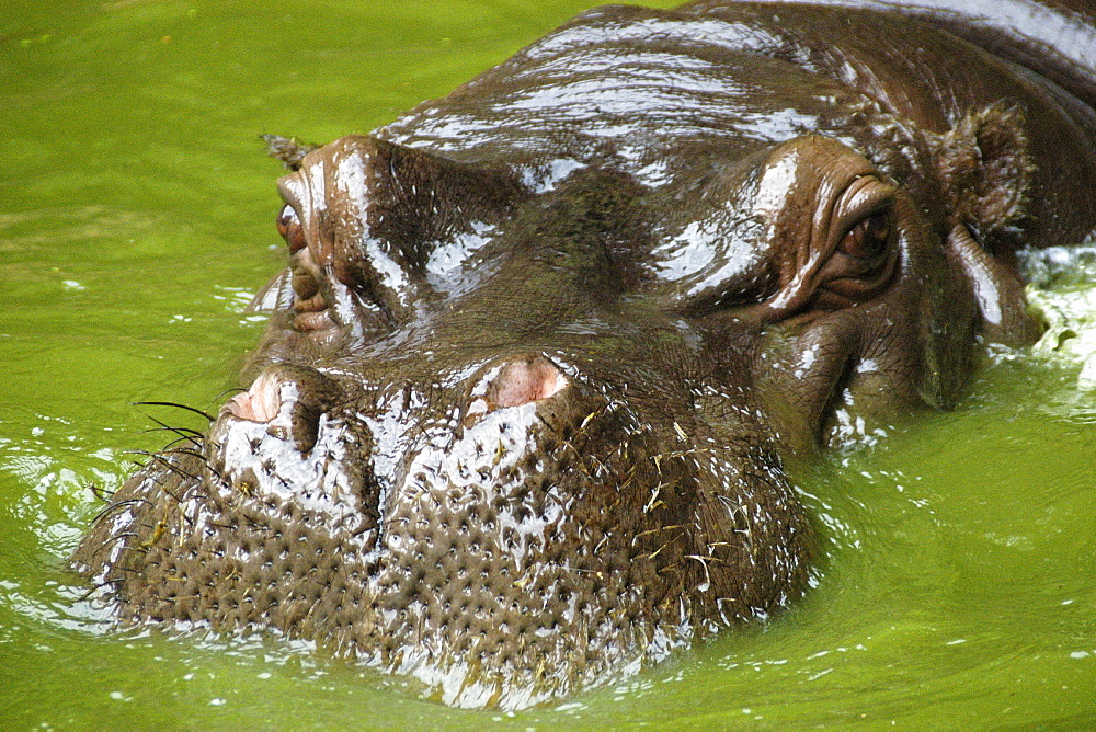 Hippopotamus (Hippopotamus amphibius) head, nostril detail, photo taken in captivity