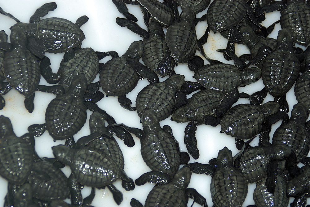 Clutch of olive ridley turtle hatchlings (Lepidochelys olivacea), ready to be released into the ocean, Costa do Sauipe, Bahia, Brazil, South America