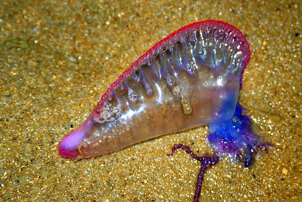 Beached portuguese man-of-war (Physalia physalis), Praia do Forte, Bahia, Brazil, South America