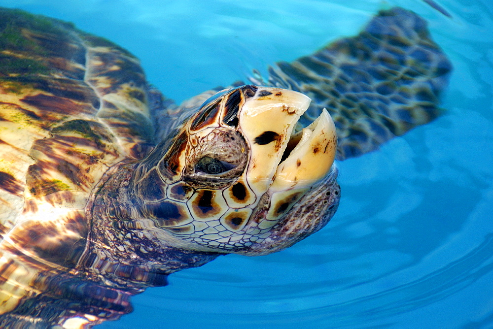 Hawksbill turtle (Eretmochelys imbricata) breathing, Center for sea turtle protection, TAMAR project, Praia do Forte, Bahia, Brazil, South America