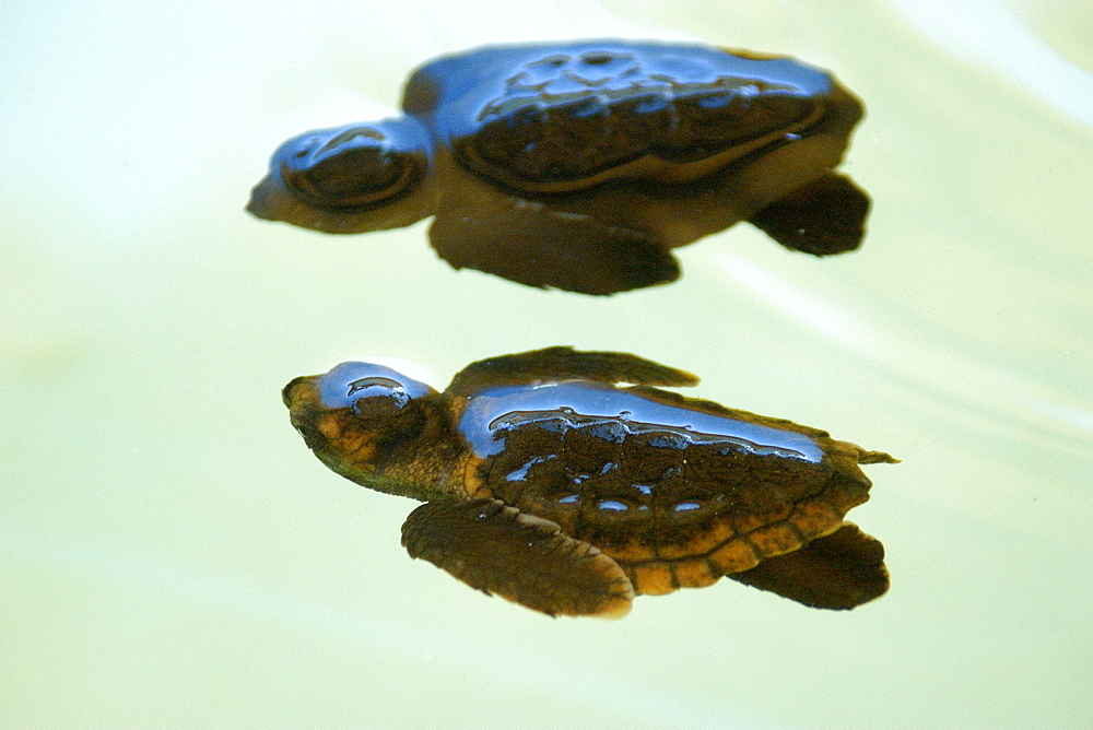 Loggerhead turtle (Caretta caretta) hatchlings, Center for sea turtle protection, TAMAR project, Arembepe, Bahia, Brazil, South America