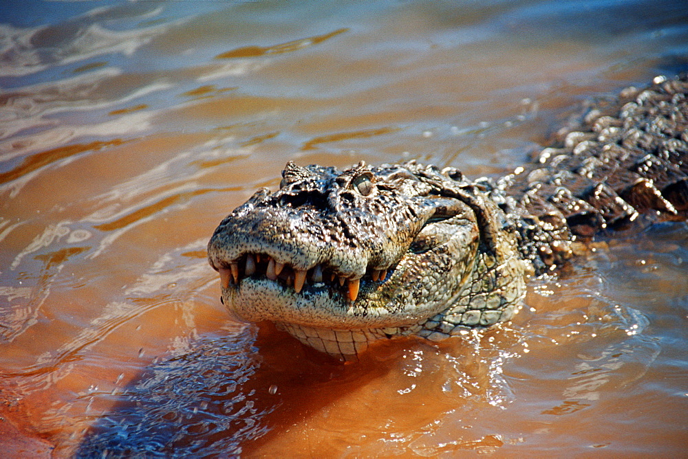 Alligator (Caiman yacare), Bonito, Mato Grosso do Sul, Brazil, South America