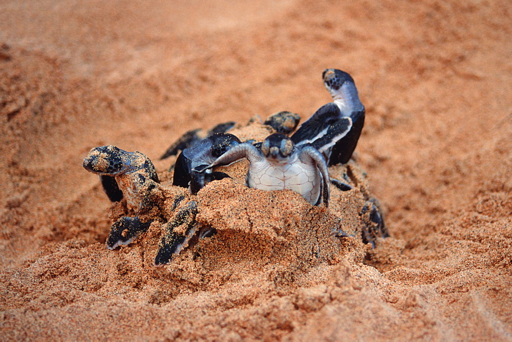 Green sea turtles (Chelonia mydas) hatching, Fernando de Noronha, Pernambuco, Brazil, South America