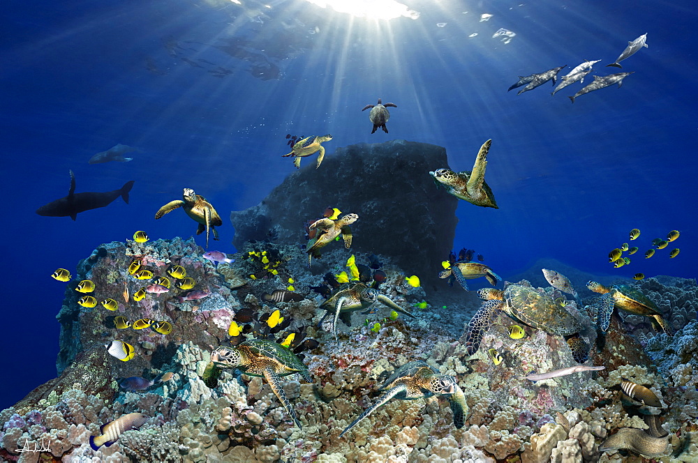 Digital composite of tropical coral reef environment