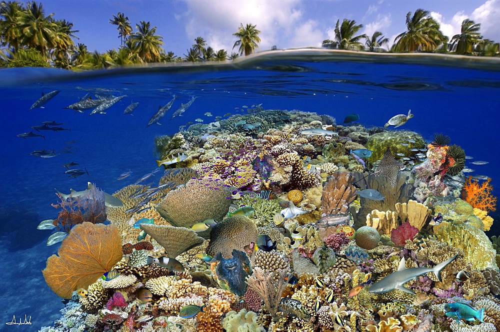 Digital composite of tropical coral reef environment