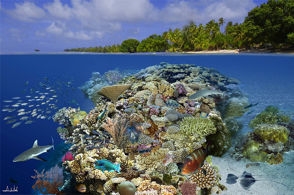 Digital composite of tropical coral reef environment