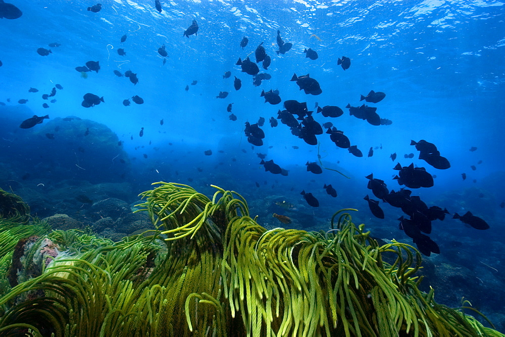 Green algae (Caulerpa racemosa) and black durgon (Melichthys niger), schooling, St. Peter and St. Paul's rocks, Brazil, South America