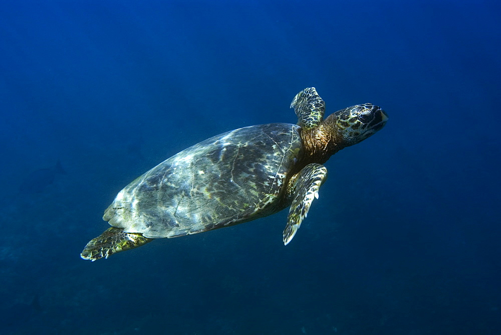 Green sea turtle (Chelonia mydas) swimming, Fernando de Noronha, Pernambuco, Brazil, South America