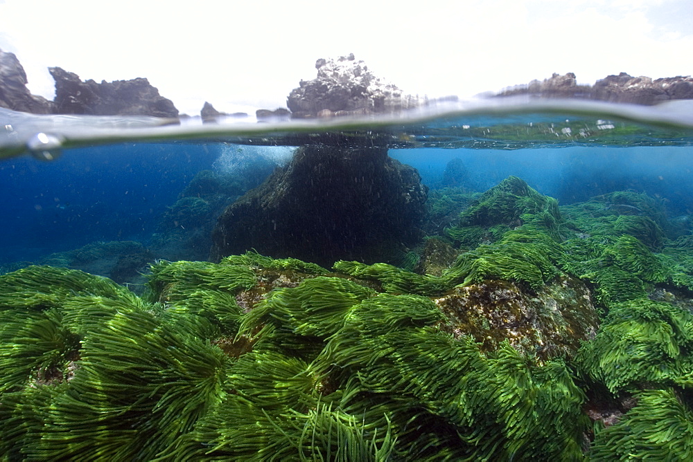 Split image of rocks and green algae (Caulerpa racemosa),  St. Peter and St. Paul's rocks, Brazil, South America