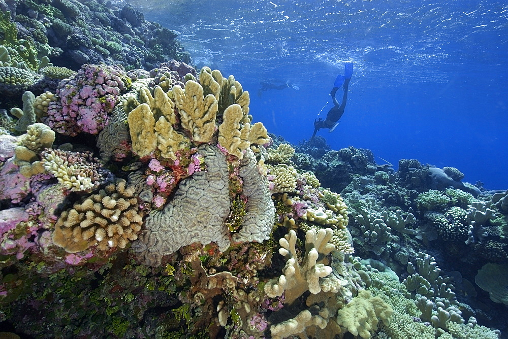 Free divers explore the pristine reef, Jaboan, Rongelap, Marshall Islands, Micronesia, Pacific