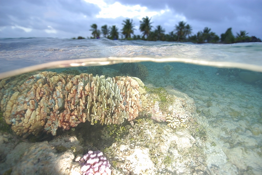 Split image of blue coral (Heliopora coerulea) and island, Rongelap, Marshall Islands, Micronesia, Pacific