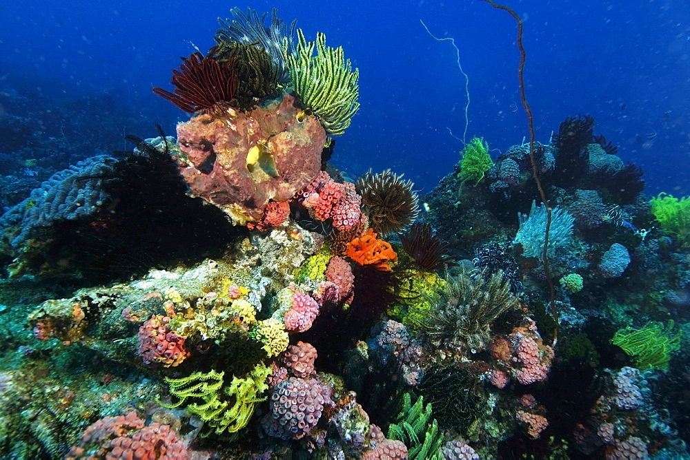 Colorful sponges, corals and feather stars populate the reef at Coconut point, Apo island Marine Reserve, Philippines, Southeast Asia, Asia