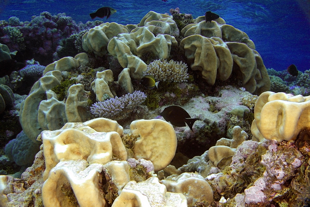 Plate coral (Pavona minuta) and surgeon fish (Acanthurus spp.), Namu atoll, Marshall Islands, Pacific