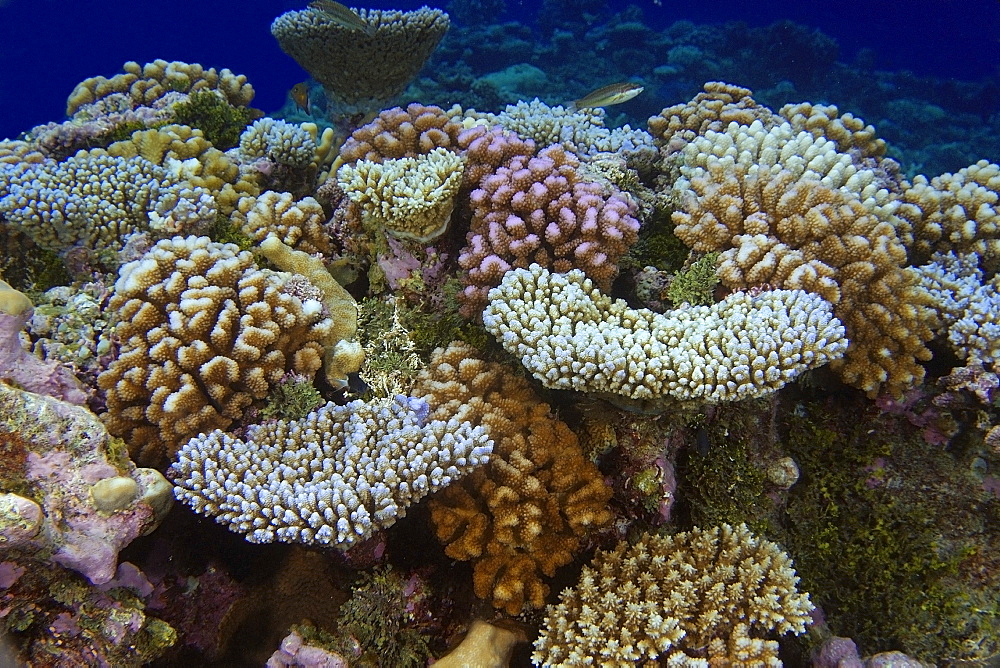 Cauliflower coral (Pocillopora spp.), Namu atoll, Marshall Islands, Pacific