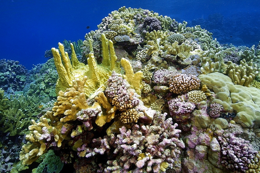 Highly diverse coral reef, mainly fire coral (Millepora platyphylla) and cauliflower coral (Pocillopora meandrina), Namu atoll, Marshall Islands, Pacific