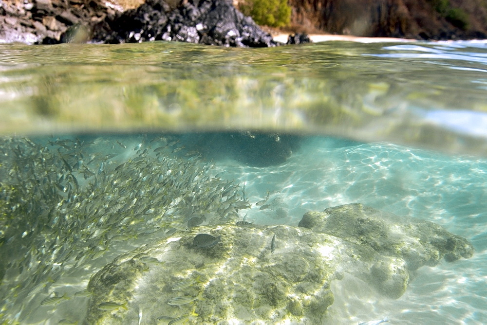 Smallmouth grunts (Haemulon chrysargyreum) schooling, Fernando de Noronh national marine sactuary, Pernambuco, Brazil, South America