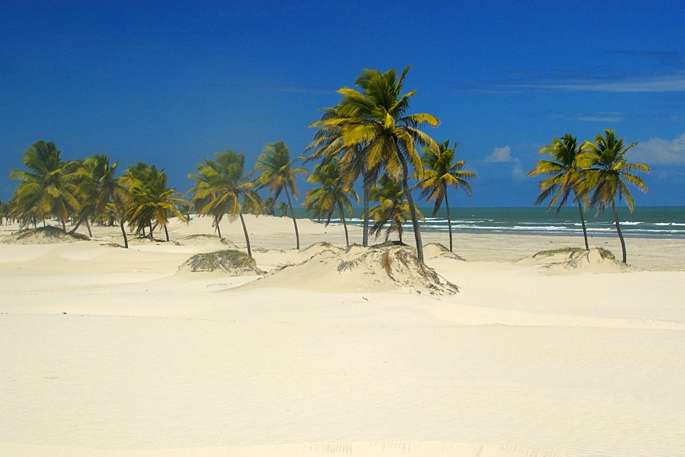 Coconut trees covered by dunes, Mangue Seco, Bahia, Brazil, South America