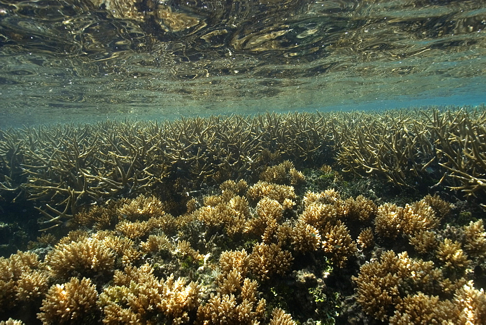 Staghorn coral (Acropora sp.), Truk lagoon, Chuuk, Federated States of Micronesia, Caroline Islands, Micronesia, Pacific Ocean, Pacific