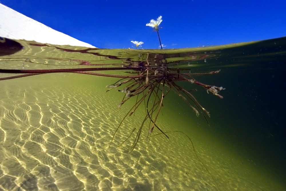 Freshwater plants in rain water ponds in the middle of sand dunes, Lencois Maranhenses, Maranhao, Brazil, South America