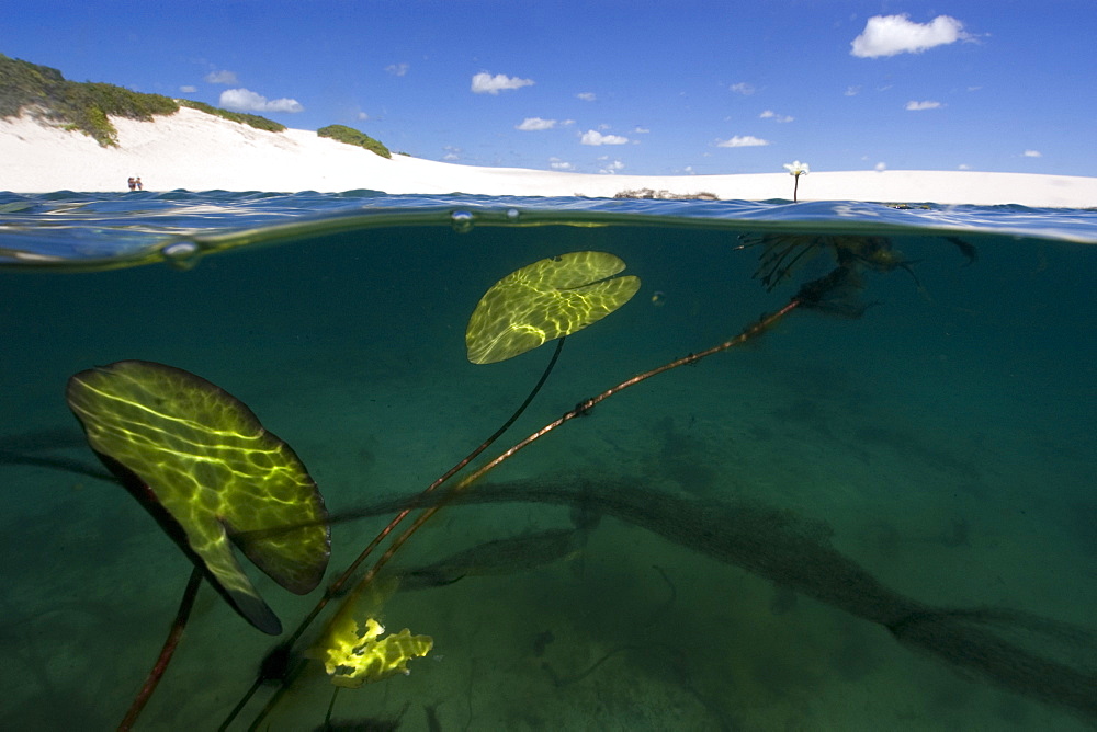 Freshwater plants in rain water ponds in the middle of sand dunes, Lencois Maranhenses, Maranhao, Brazil, South America