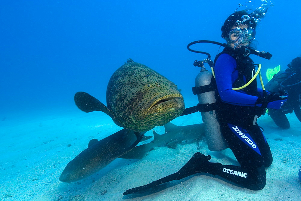 Goliath grouper (Epinephelus itajara) and Nurse sharks approach a diver from behind, Molasses Reef, Key Largo, Florida, United States of America, North America