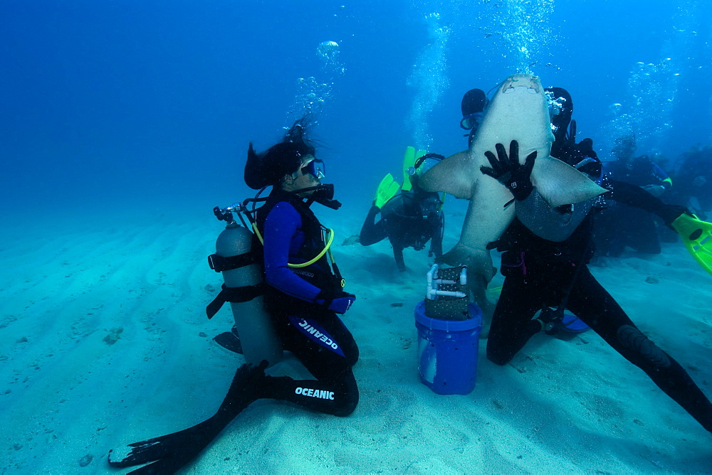 Scuba diver handles nurse shark (Ginglymostoma cirratum), Molasses Reef, Key Largo, Florida, United States of America, North America