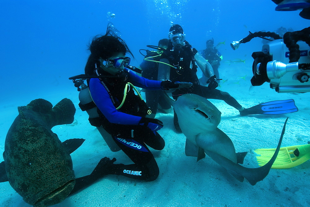 Scuba diver handles nurse shark (Ginglymostoma cirratum) while being filmed, Molasses Reef, Key Largo, Florida, United States of America, North America