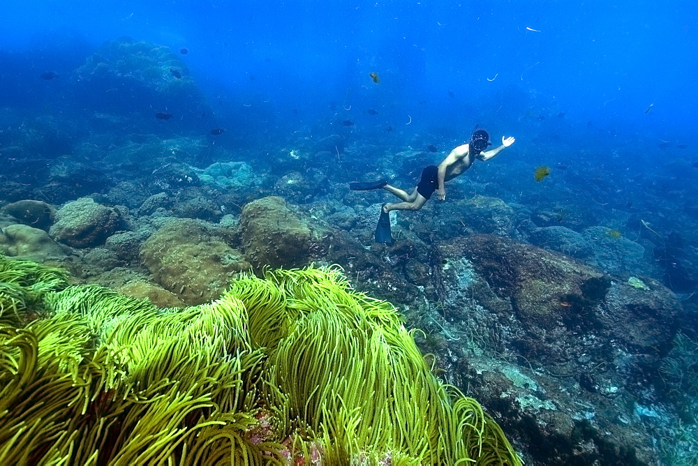 Free diver observes the underwater environment, St. Peter and St. Paul's rocks, Brazil, South America