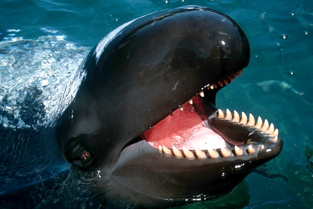 False killer whale (Pseudorca crassidens) with sunscreen Marine Mammal Research Center, Hawaii Institute of Marine Biology, Oahu, Hawaii, United States of America, Pacific