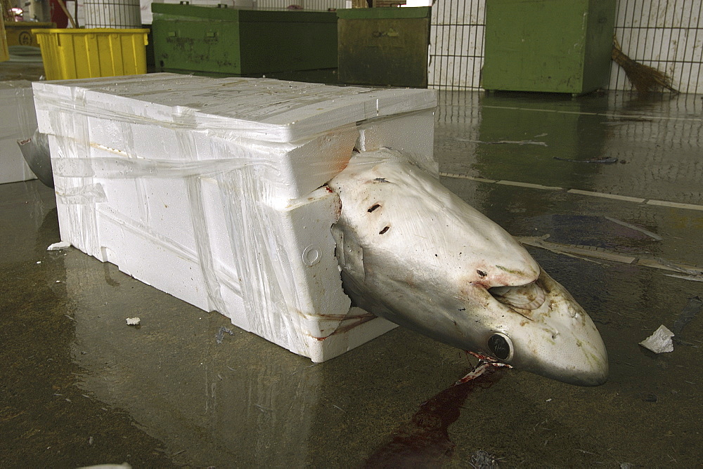 Thresher shark (Alopias sp.) packed for shipment, Nanfang'ao fish market, Suao, Taipei, Taiwan, Asia