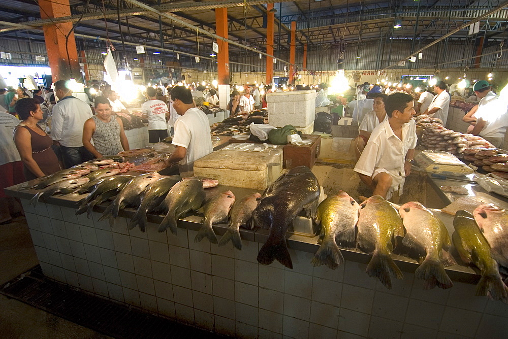 Freshwater fish including black tambaqui (Colossoma macropomum) for sale at riverside fish market, Manaus, Amazonas, Brazil, South America