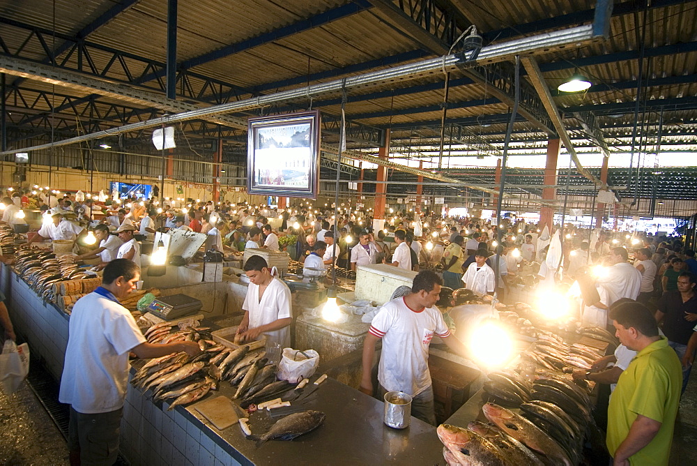 Freshwater fish including black tambaqui (Colossoma macropomum) for sale at riverside fish market, Manaus, Amazonas, Brazil, South America