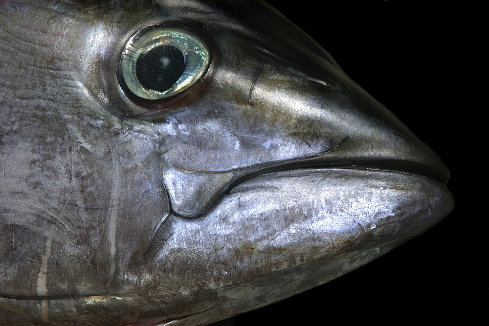 Yellowfin tuna (Thunnus albacares), head detail, St. Peter and St. Paul's rocks, Brazil, South America