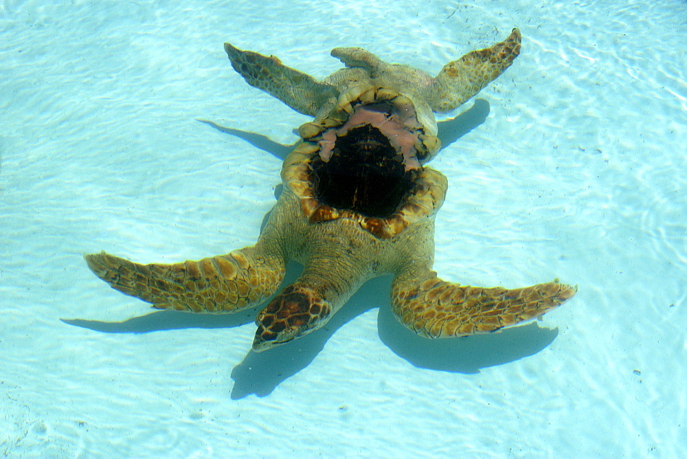 Green sea turtle (Chelonia mydas) recovers after having lost its shell to illegal poachers, Center for sea turtle protection, TAMAR project, Arembepe, Bahia, Brazil, South America                        
