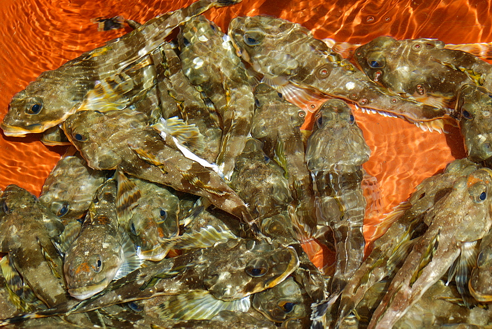 Live fish agonizing at seafood market, Dodong-Ri harbor, Ulleungdo, South Korea, Asia