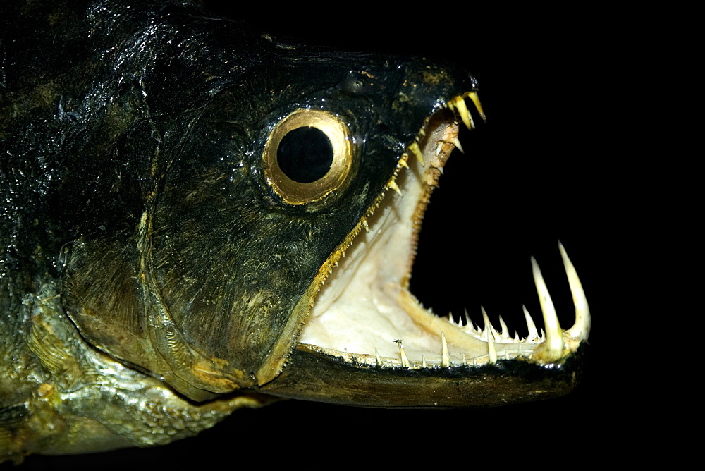 Dogfish (Hydrolicus pectoralis), jaw detail on preserved specimen, Amazon river basin, Amazonas, Brazil, South America