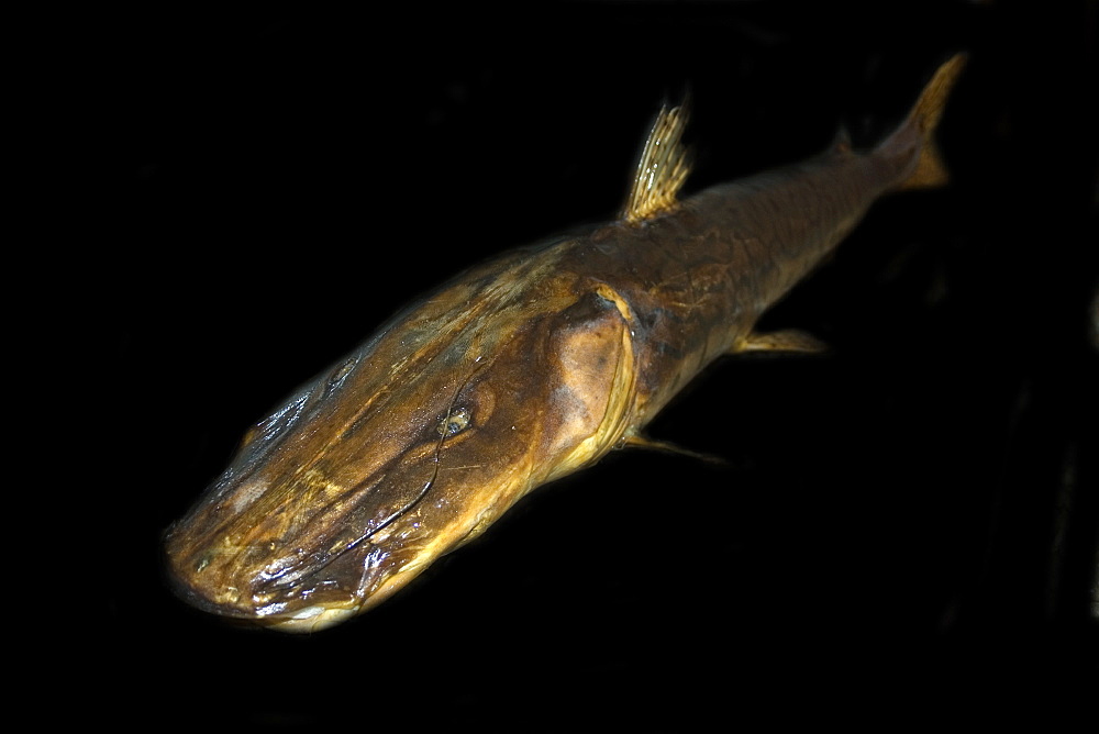 Tiger catfish (Pseudoplatystoma fasciatum), preserved specimen, Manaus, Amazonas, Brazil, South America