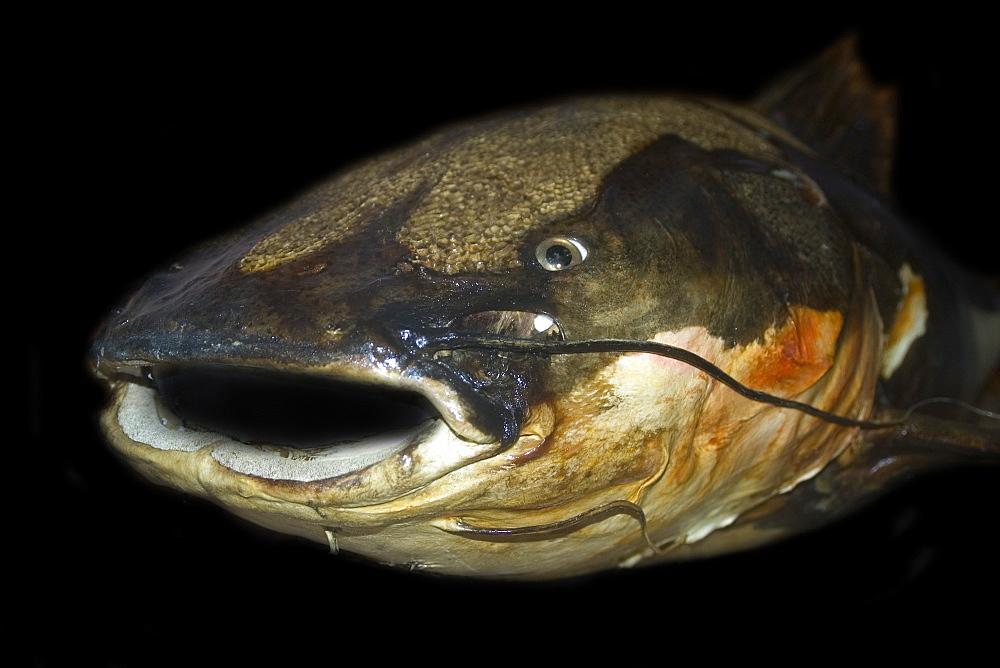 Red tailed catfish (Phractocephalus hemiliopterus), preserved specimen, Manaus, Amazonas, Brazil, South America