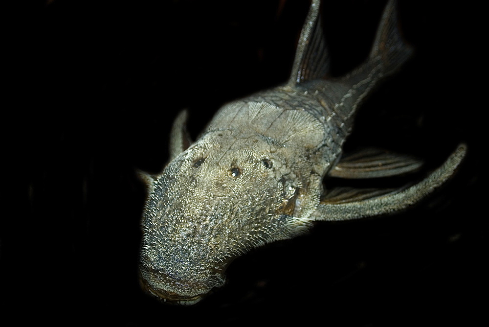 Sucker catfish (Acanthicus hystrix), preserved specimen, Manaus, Amazonas, Brazil, South America