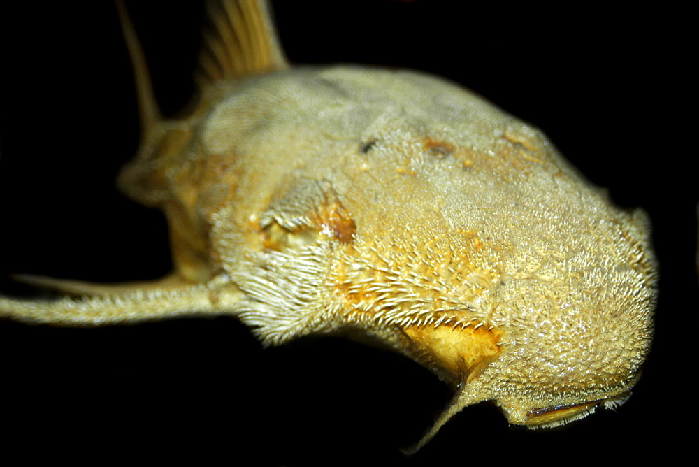 Sucker catfish (Acanthicus hystrix), preserved specimen, Manaus, Amazonas, Brazil, South America