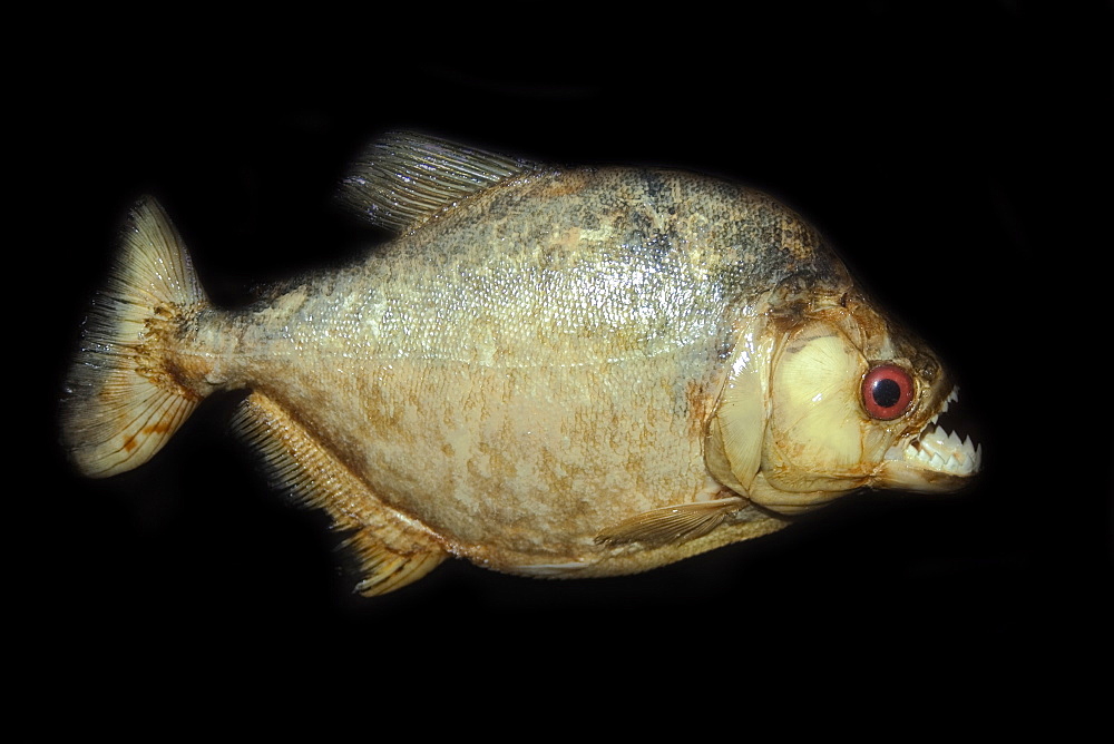 Piranha (Serrasalmus sp.), preserved specimen, Manaus, Amazonas, Brazil, South America