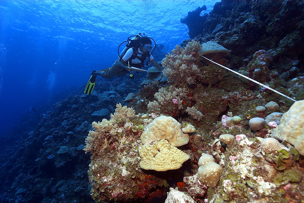 Diver conducts reef survey, Ailukatoll, Marshall Islands, Pacific