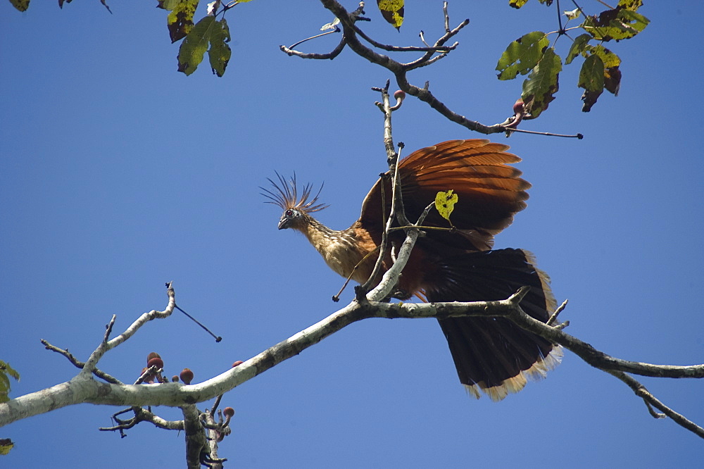 Hoatzin bird (Opisthocomus hoazin). Mamiraua sustainable development reserve, Amazonas, Brazil, South America