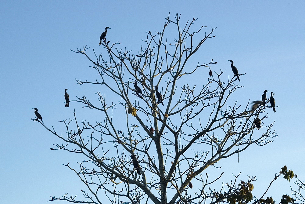 Silhouette of birds on dried tree, Mamiraua sustainable development reserve, Amazonas, Brazil, South America