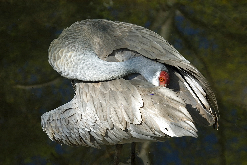 Sandhill crane (Grus canadensis), bends its neck behind its feathers, Homosassa Springs Wildlife State Park, Florida, United States of America, North America