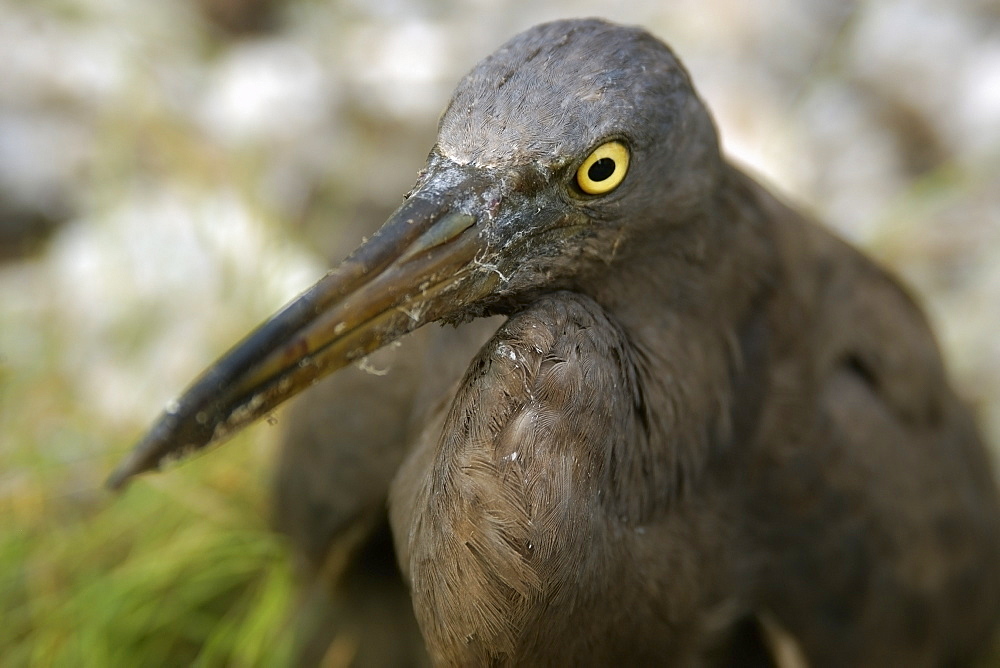 Heron (Butorides sp.), Rongelap, Marshall Islands, Micronesia, Pacific