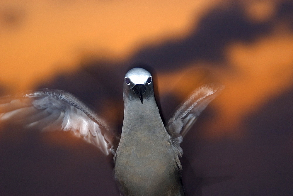 Brown noddy (Anous stolidus) at dusk, St. Peter and St. Paul's rocks, Brazil, South America