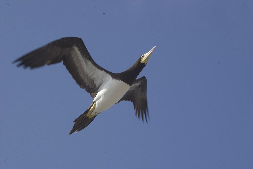 Brown booby (Sula leucogaster) flying, St. Peter and St. Paul's rocks, Brazil, South America